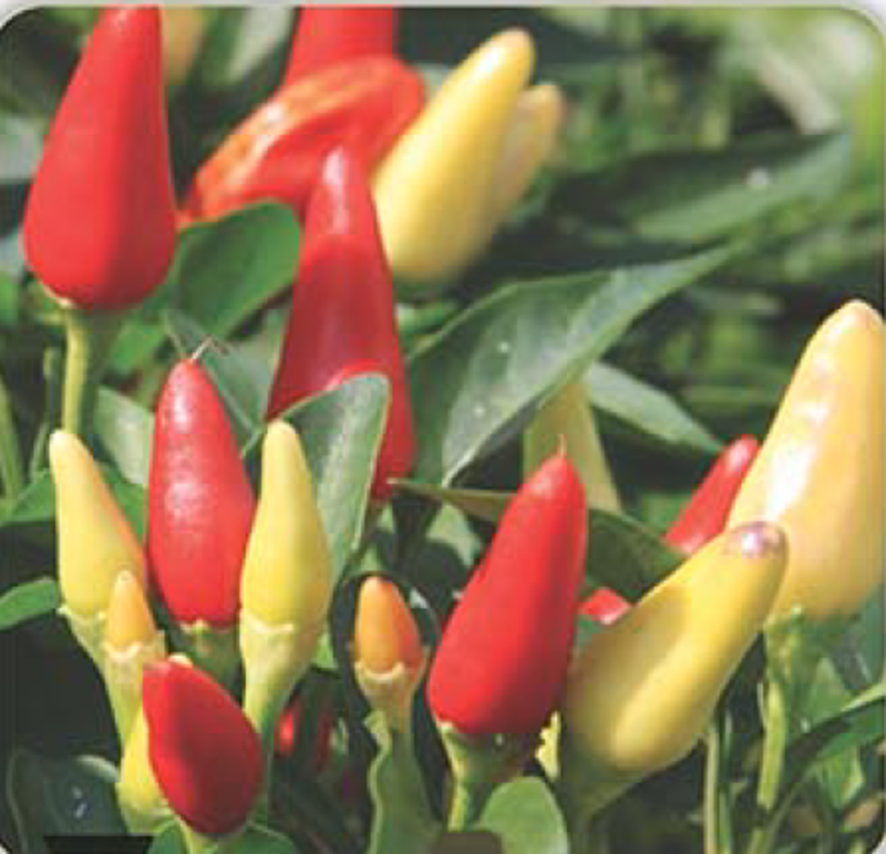 ALPÇELİK KONİK CİN